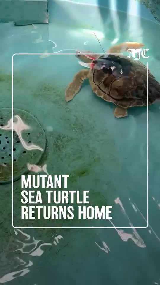 rare turtle returns home video thumb dirty