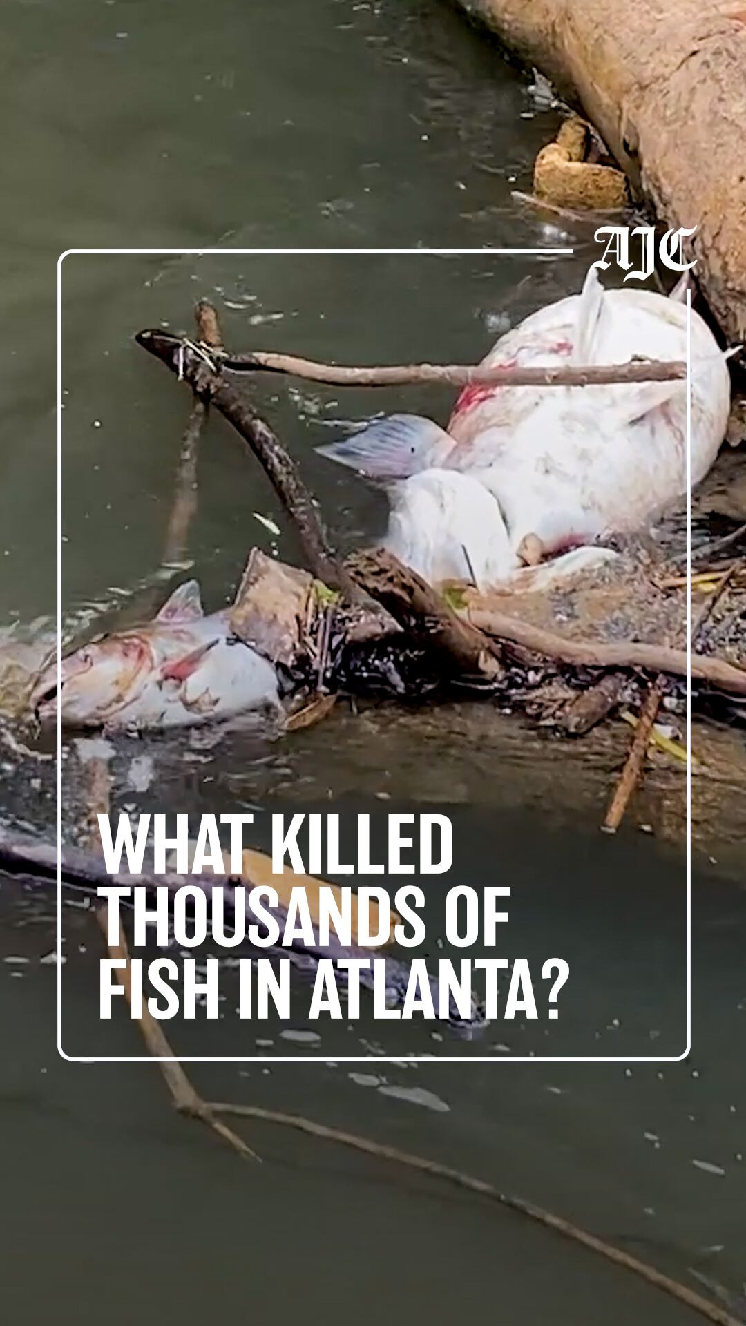 What we know about the Chattahoochee River fish kill near Atlanta