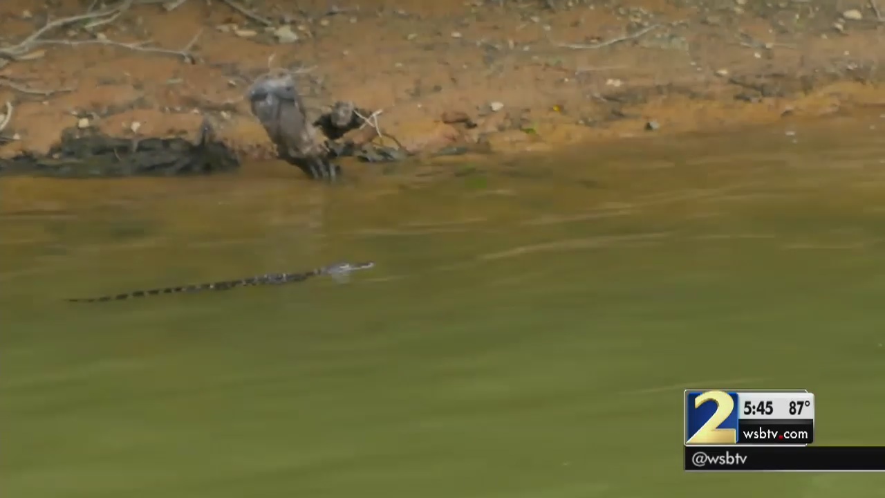 Alligator spotted in North Georgia s Lake Lanier