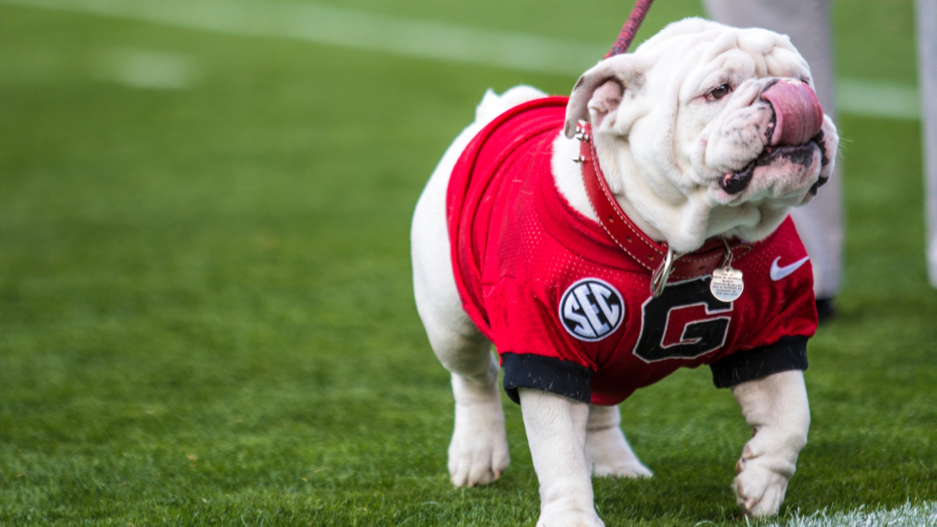 How Many Uga Bulldogs Have There Been