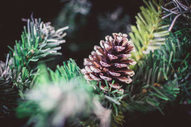 The Science Behind Growing a Perfect Christmas Tree