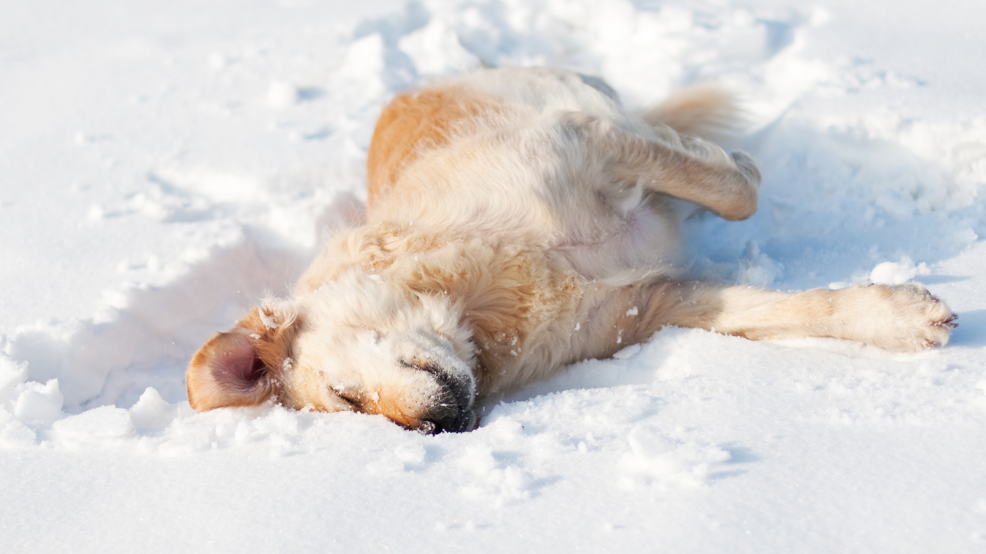 How to protect your pets during cold weather
