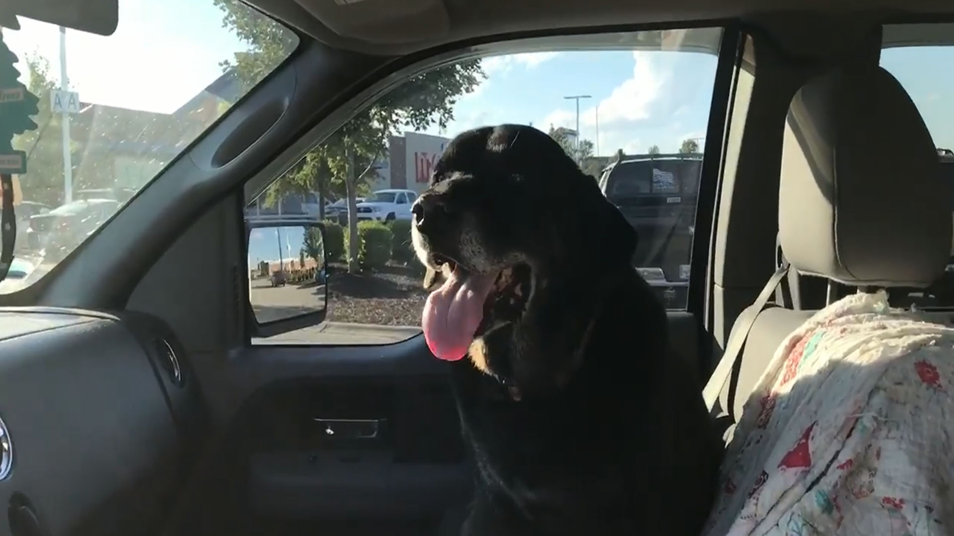 Is Bacon Grease Good For Dogs Skin