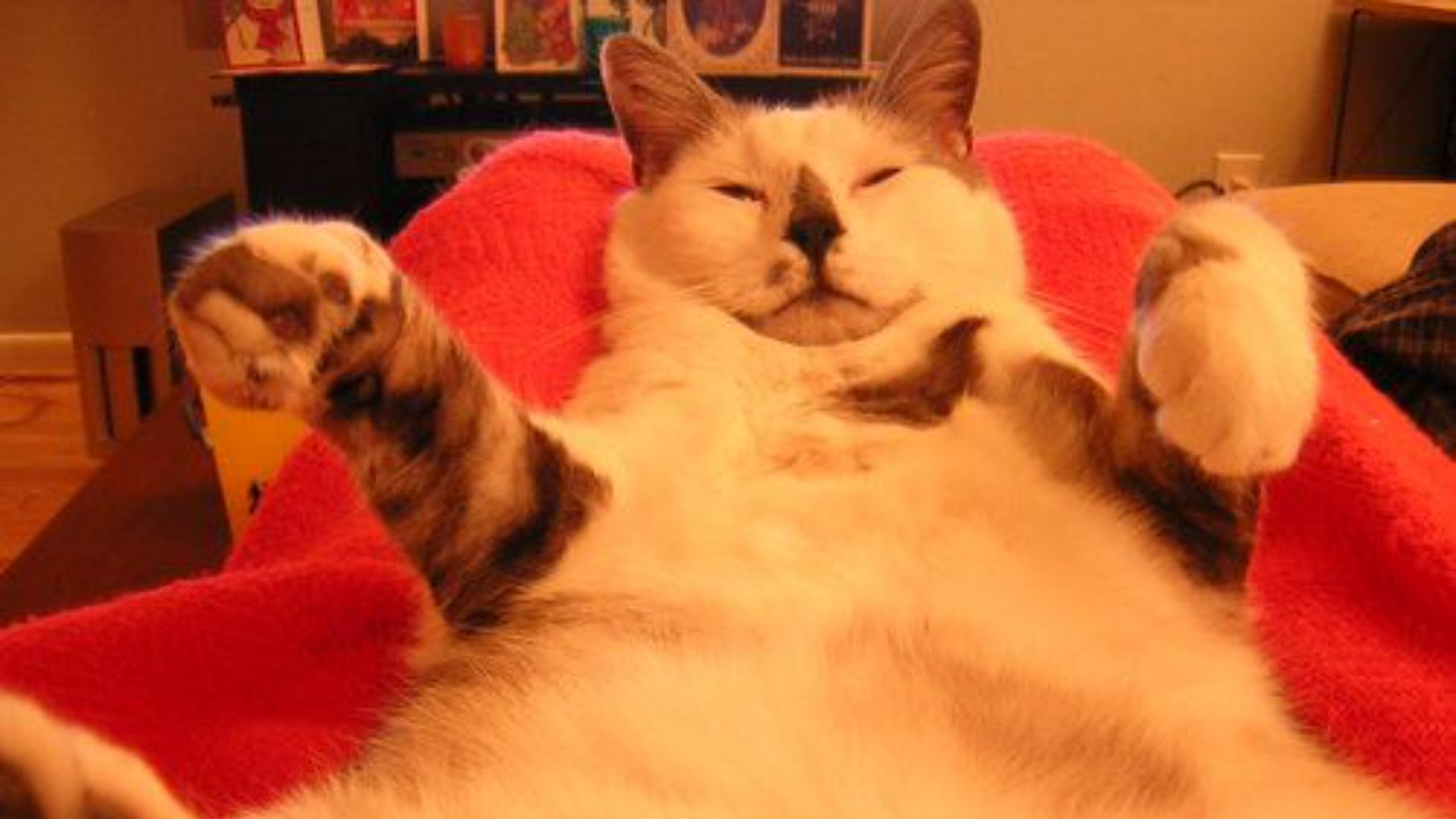 Funny Fat Cat Sleeps Image \u0026 Photo (Free Trial) | Bigstock, image size:1920x1080