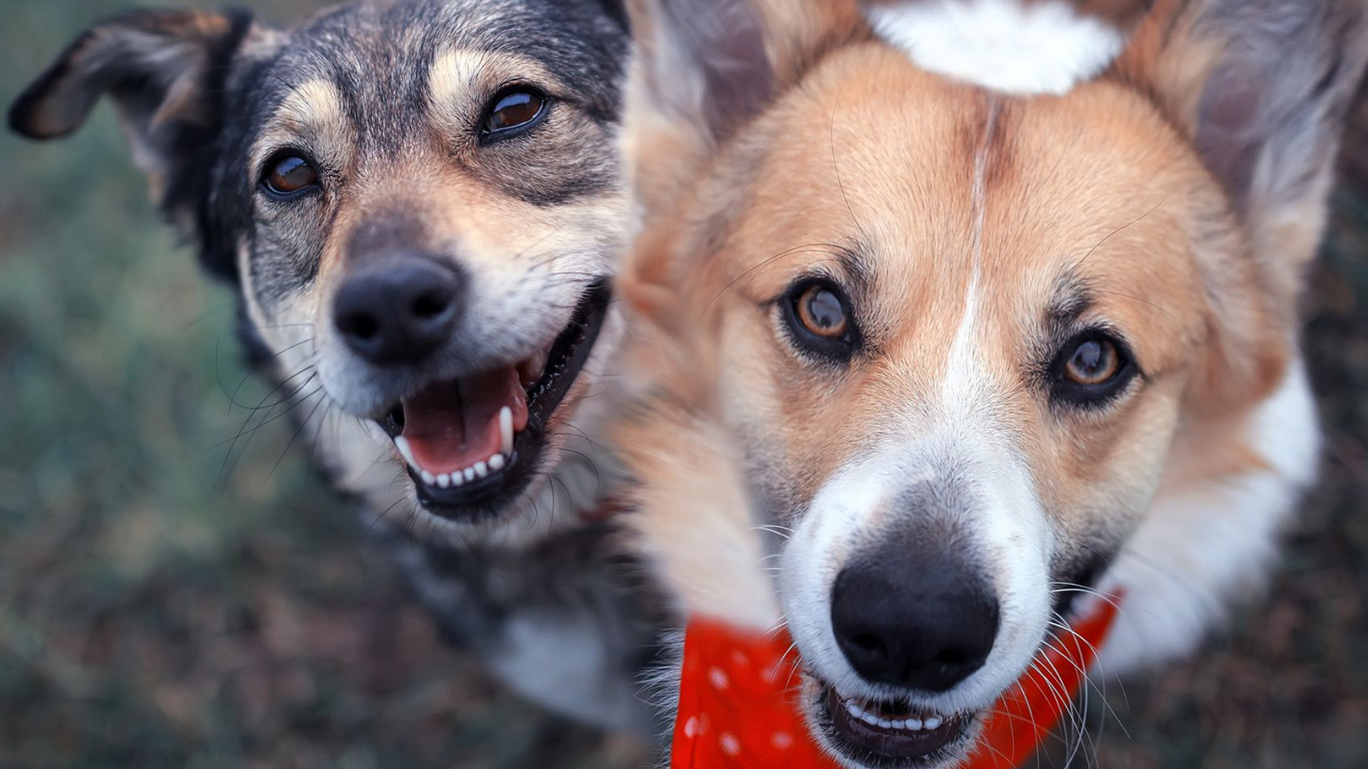 Planning a stay-cation with your dog? Decatur is a top 5 destination